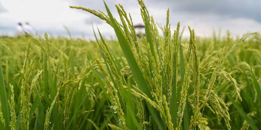 China Opens National Rice Sci Tech Platform To Boost Rice Industry